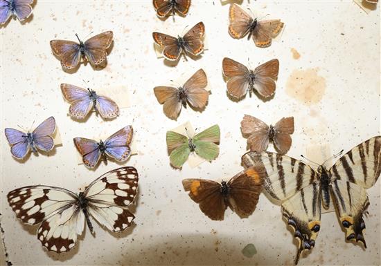 Two double book butterfly specimen cases, 13in.